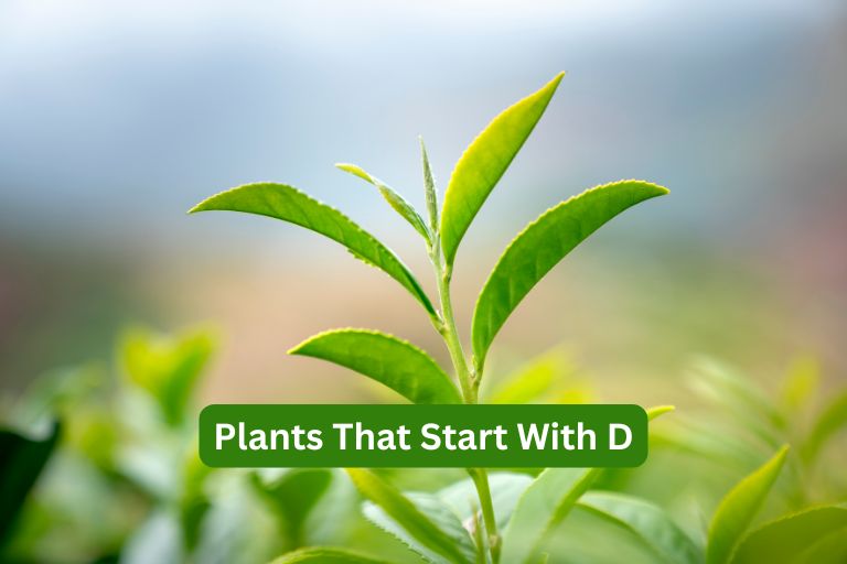 Plants That Start With D
