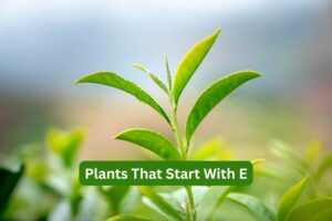 Plants That Start With E
