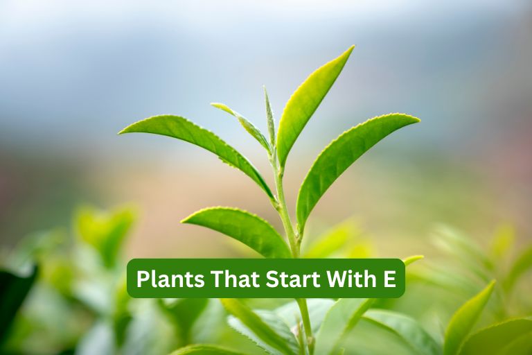 Plants That Start With E