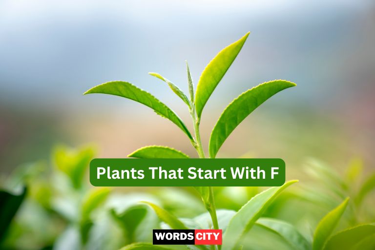 Plants That Start With F