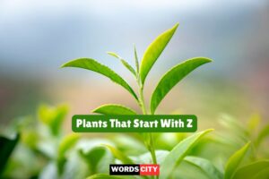 Plants That Start With Z