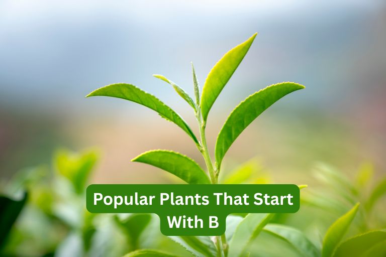 Popular Plants That Start With B