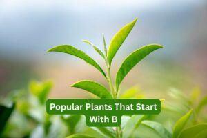 Popular Plants That Start With B